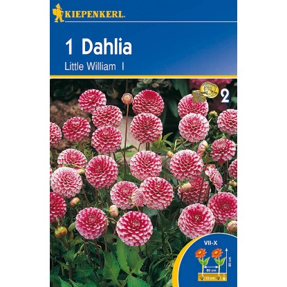 Pomponkovité jiřinky Little William Pomponkovité jiřinky Little William