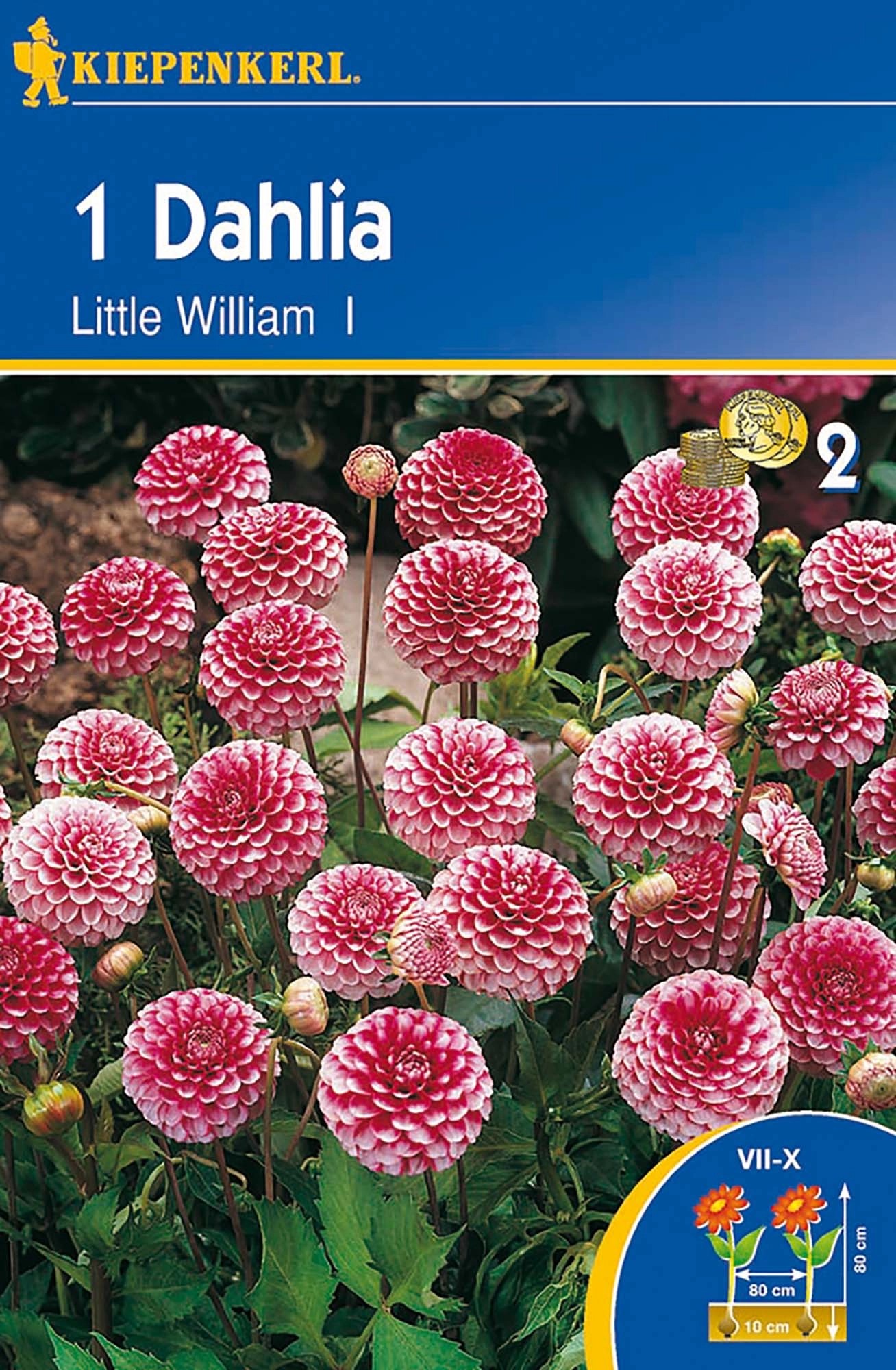 Pomponkovité jiřinky Little William Pomponkovité jiřinky Little William