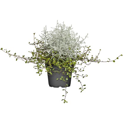 OBI Mulenbekie-drátovec průměr květináče cca 13 cm Mueca OBI Mulenbekie-drátovec průměr květináče cca 13 cm Mueca