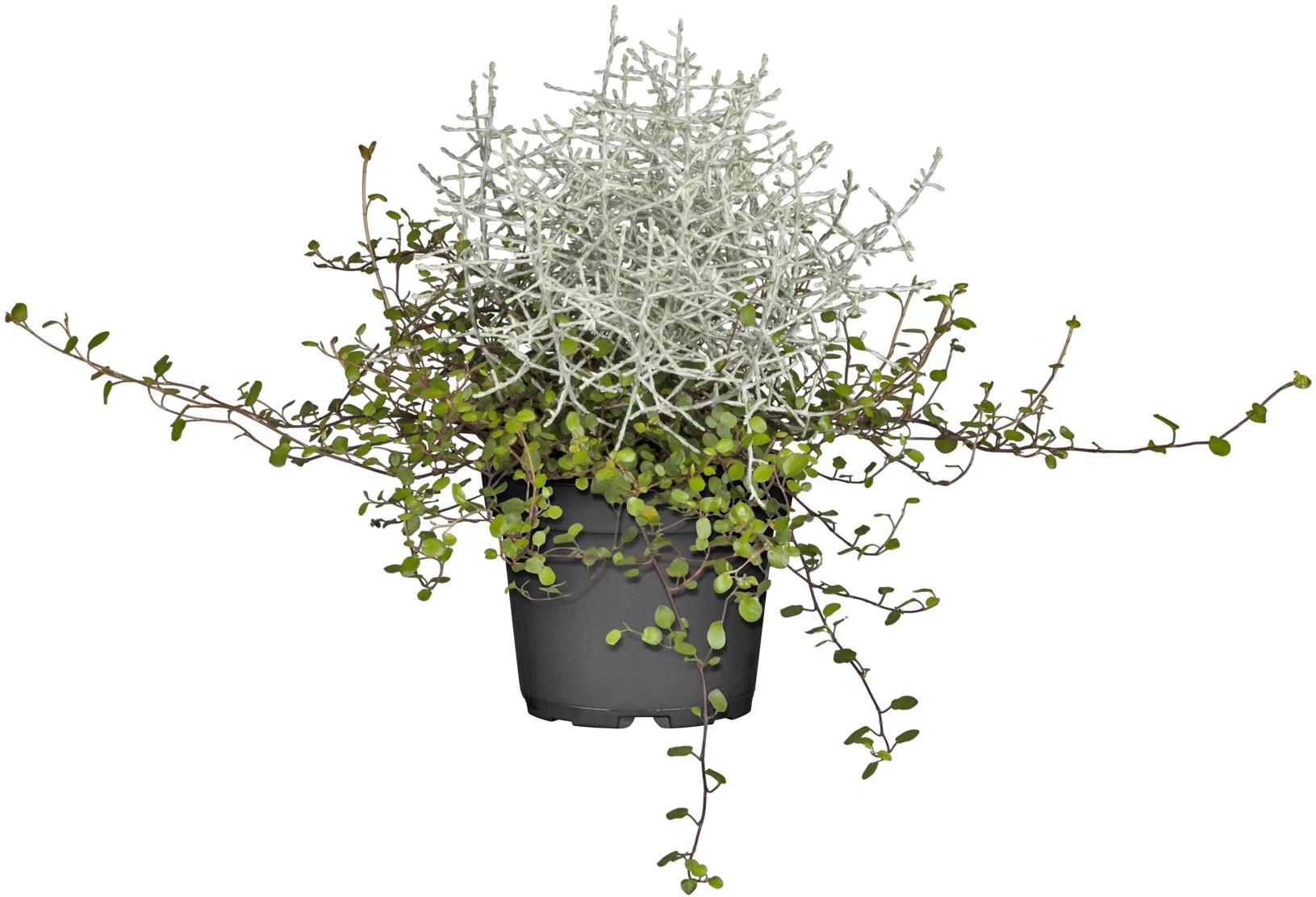 OBI Mulenbekie-drátovec průměr květináče cca 13 cm Mueca OBI Mulenbekie-drátovec průměr květináče cca 13 cm Mueca