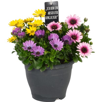 Paprskovka průměr květináče cca 19 cm Paprskovka průměr květináče cca 19 cm