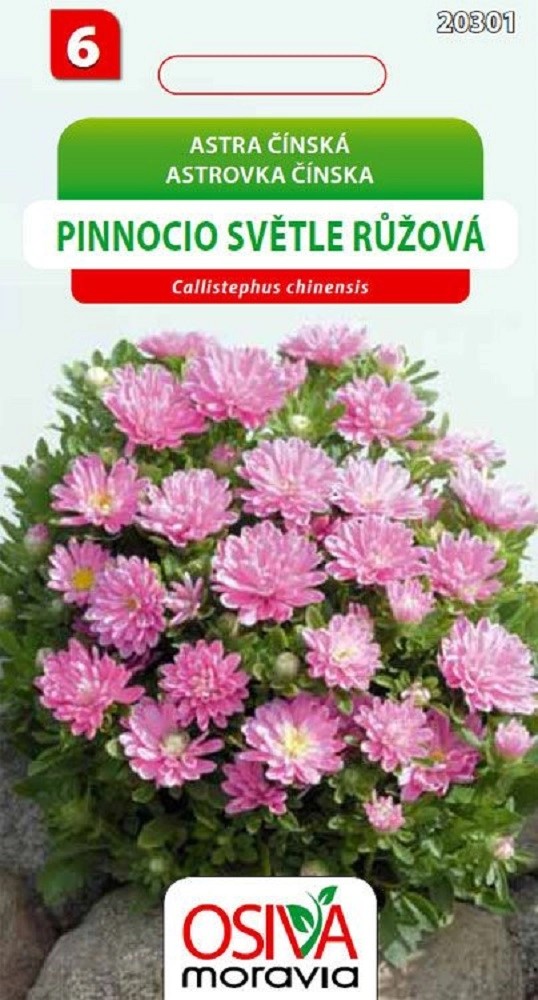 Semínka Astra čínská Pinnocio světle růžová (Callistephus chinensis) Semínka Astra čínská Pinnocio světle růžová (Callistephus chinensis)
