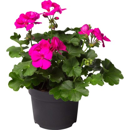 OBI SELECTION Pelargonie Calliope Lavender Rose průměr květináče cca 13 cm OBI SELECTION Pelargonie Calliope Lavender Rose průměr květináče cca 13 cm