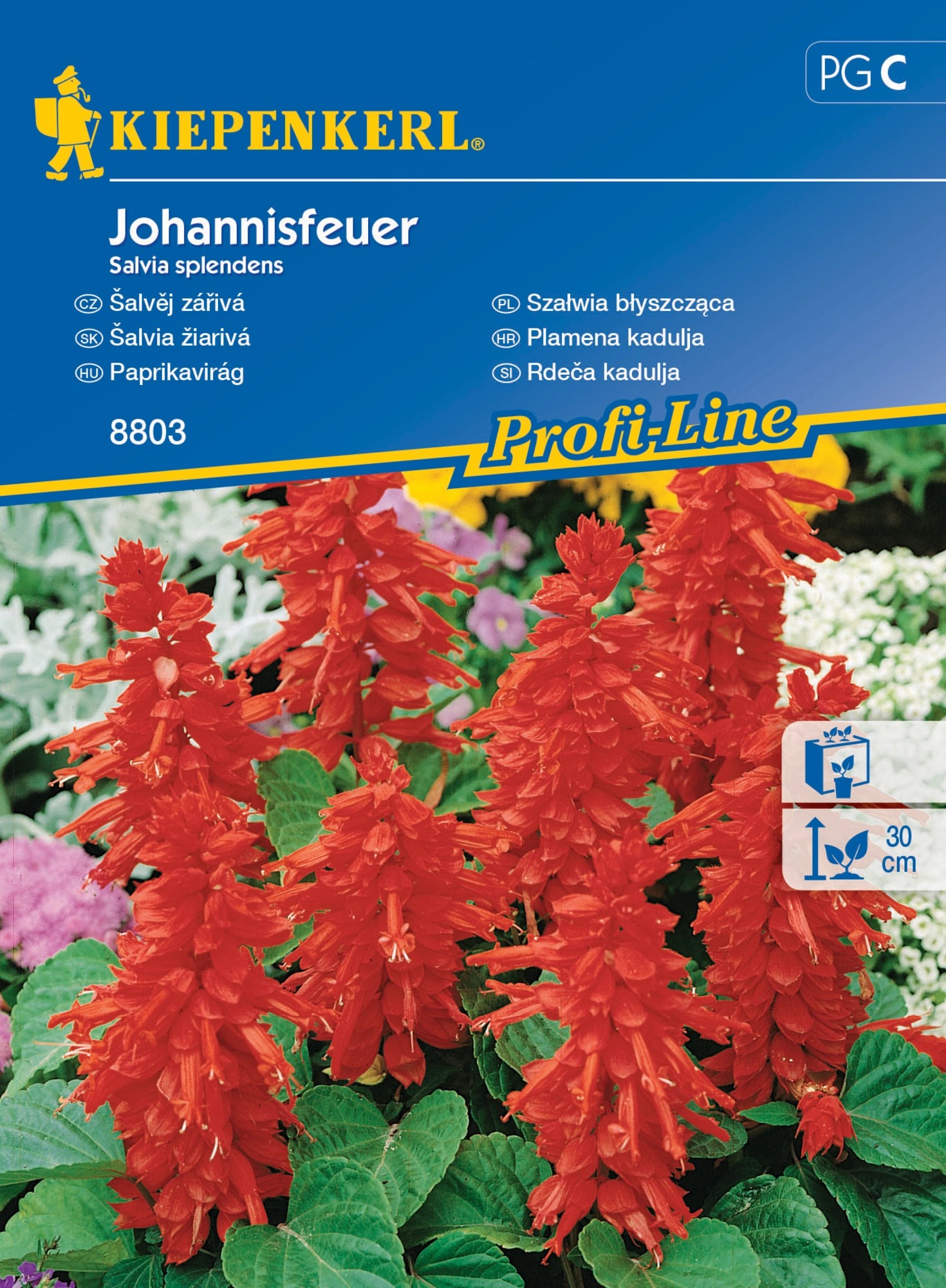 Kiepenkerl Semínka Šalvěj zářivá Johannisfeuer Kiepenkerl Semínka Šalvěj zářivá Johannisfeuer