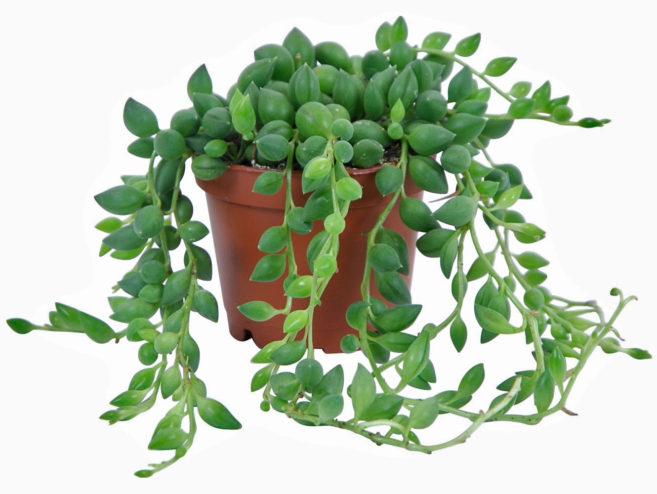 Starček Mini průměr květináče cca 6 cm Starček Mini průměr květináče cca 6 cm