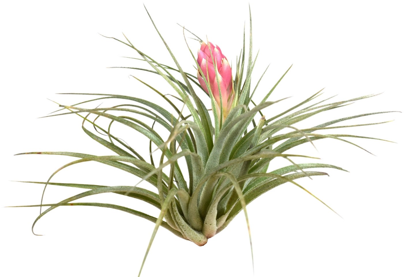 Tillandsie s květy výška cca 5-10 cm Tillandsia Tillandsie s květy výška cca 5-10 cm Tillandsia