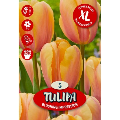 Květinová cibulka tulipánu (Tulipa Darwin Blushing Impression) Květinová cibulka tulipánu (Tulipa Darwin Blushing Impression)