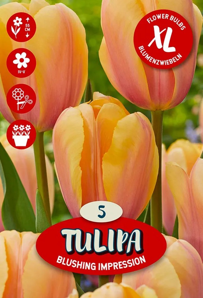 Květinová cibulka tulipánu (Tulipa Darwin Blushing Impression) Květinová cibulka tulipánu (Tulipa Darwin Blushing Impression)