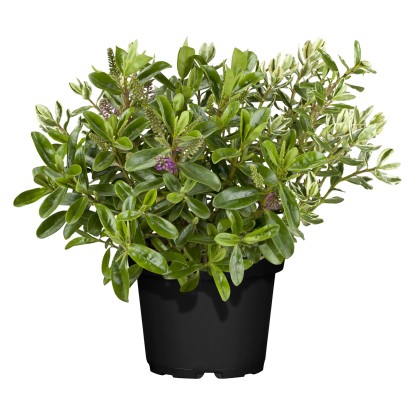 Hebe Andersonova (Hebe andersonii) "Twins" 40 cm, pr. 23 cm Hebe Andersonova (Hebe andersonii) "Twins" 40 cm, pr. 23 cm