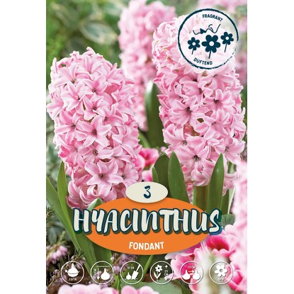 Hyacint "Fondant", růžový, 3 ks Hyacint "Fondant", růžový, 3 ks