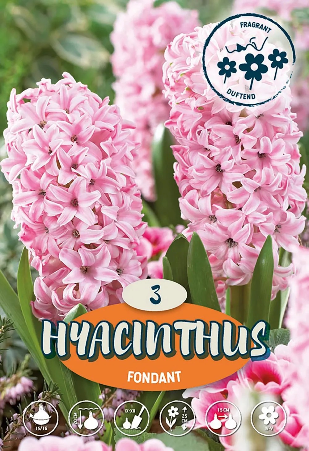 Hyacint "Fondant", růžový, 3 ks Hyacint "Fondant", růžový, 3 ks
