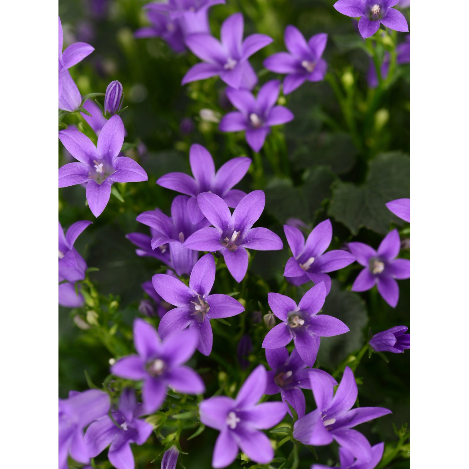 Zvonek karpatský "Ambella Purple" fialový závěsný průměr cca 10,5 cm Zvonek karpatský "Ambella Purple" fialový závěsný průměr cca 10,5 cm