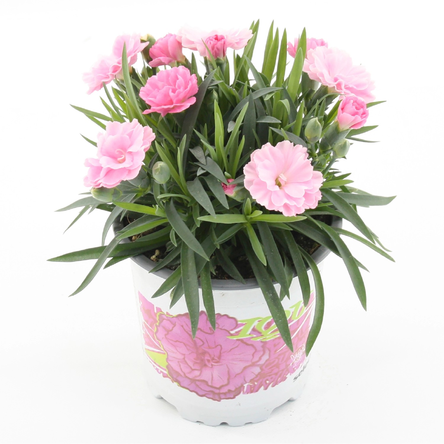 Hvozdík (Dianthus) "I Love U" výška 15-20 cm, pr. květináč 10,5 cm Hvozdík (Dianthus) "I Love U" výška 15-20 cm, pr. květináč 10,5 cm