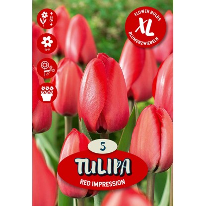 Květinová cibulka tulipánu (Tulipa Darwin Red Impression) Květinová cibulka tulipánu (Tulipa Darwin Red Impression)