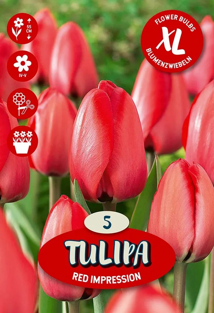 Květinová cibulka tulipánu (Tulipa Darwin Red Impression) Květinová cibulka tulipánu (Tulipa Darwin Red Impression)