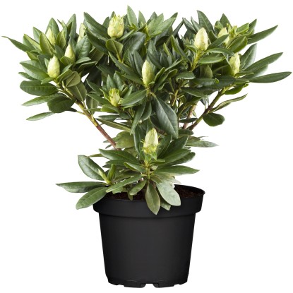 Rododendron 'Dora Amateis' výška cca 20 - 25 cm Rododendron 'Dora Amateis' výška cca 20 - 25 cm