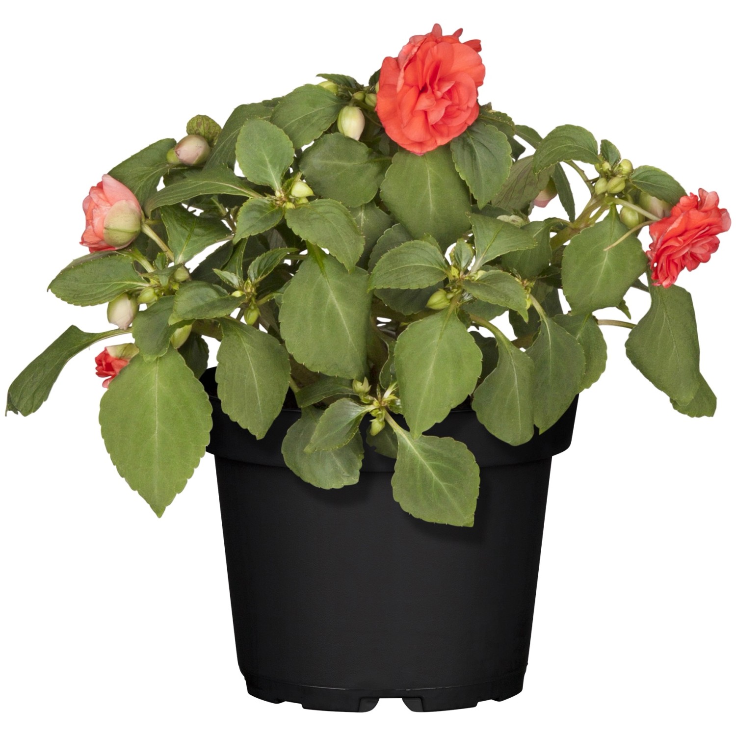 Netýkavka (Impatiens walleriana), pr. kv. 12 cm Netýkavka (Impatiens walleriana), pr. kv. 12 cm