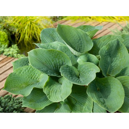 OBI Bohyška zelená pr. květináče cca 17 cm Hosta OBI Bohyška zelená pr. květináče cca 17 cm Hosta