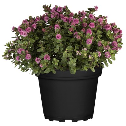 Landgard Hebe Andersonova (Hebe andersonii) cca výška 10-20 cm, pr. 12 cm Landgard Hebe Andersonova (Hebe andersonii) cca výška 10-20 cm, pr. 12 cm