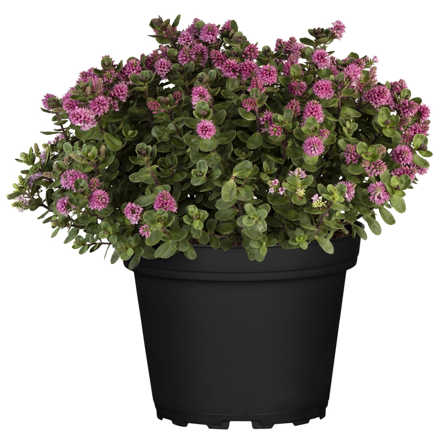 Landgard Hebe Andersonova (Hebe andersonii) cca výška 10-20 cm, pr. 12 cm Landgard Hebe Andersonova (Hebe andersonii) cca výška 10-20 cm, pr. 12 cm