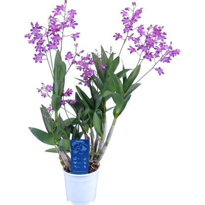 Stromobytec (Dendrobium) Berry Oda, pr. květináče 12 cm Stromobytec (Dendrobium) Berry Oda, pr. květináče 12 cm