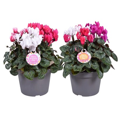 Brambořík perský (Cyclamen persicum) Trio, pr. kv. 11 cm Brambořík perský (Cyclamen persicum) Trio, pr. kv. 11 cm