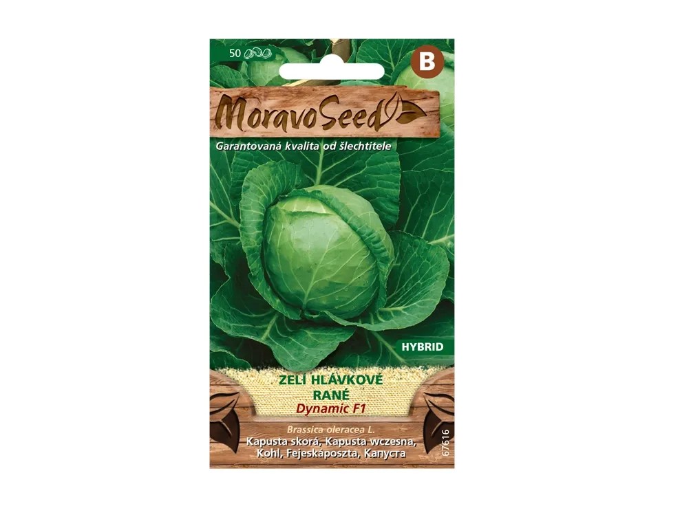 MoravoSeed Zelí hlávkové rané DYNAMIC F1 - hybrid, ke skladování MoravoSeed Zelí hlávkové rané DYNAMIC F1 - hybrid, ke skladování