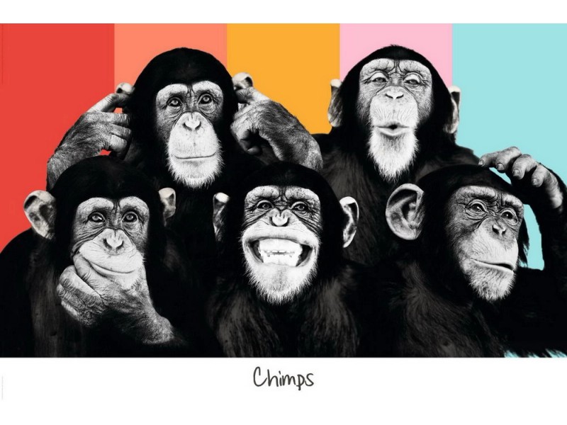 Maxiposter Cm X Cm The Chimp Compilation Koupit V Obi