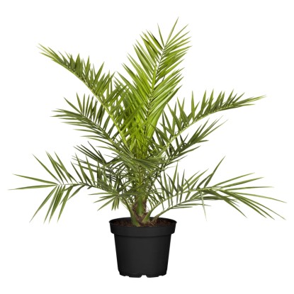 Datlovník kanárský (Phoenix canariensis), výška cca 120-140 cm, pr.kv. cca 40 cm Datlovník kanárský (Phoenix canariensis), výška cca 120-140 cm, pr.kv. cca 40 cm
