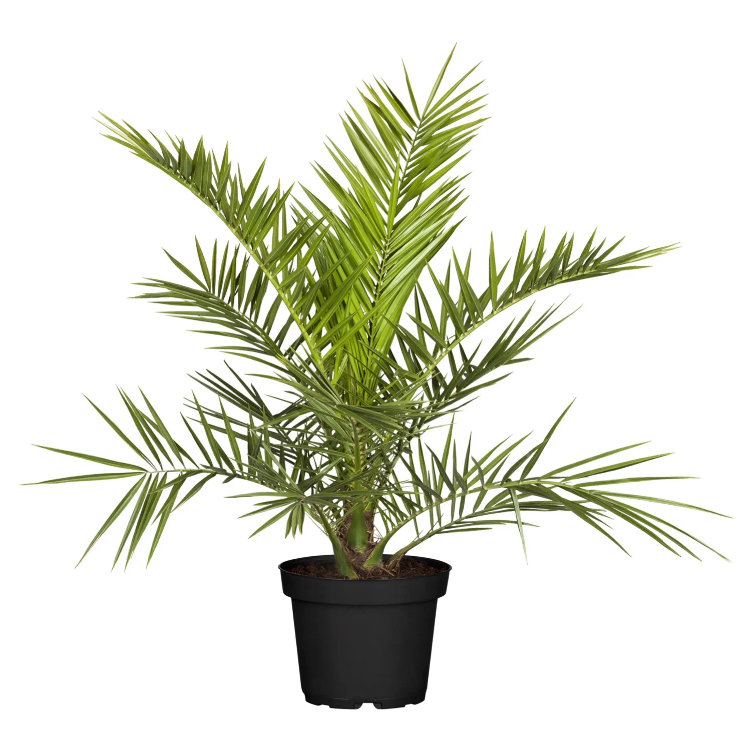 Datlovník kanárský (Phoenix canariensis), výška cca 120-140 cm, pr.kv. cca 40 cm Datlovník kanárský (Phoenix canariensis), výška cca 120-140 cm, pr.kv. cca 40 cm