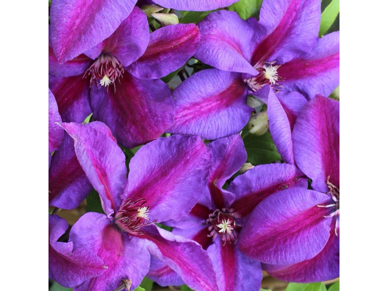 Plamének Clematis Hyb Mrs N Thompson mod červ 40 60 cm pr