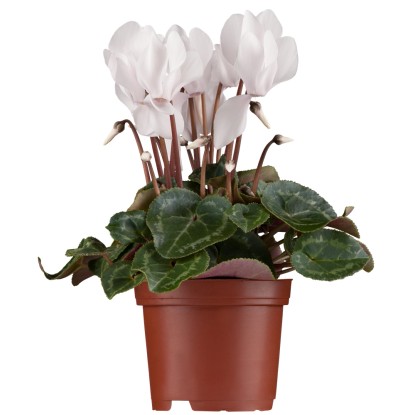 OBI Brambořík břečťanolistý "Album" bílý pr. květináče cca 9 cm x 9 cm OBI Brambořík břečťanolistý "Album" bílý pr. květináče cca 9 cm x 9 cm