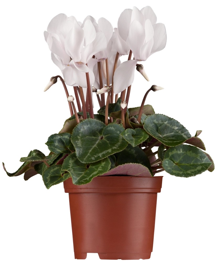 OBI Brambořík břečťanolistý "Album" bílý pr. květináče cca 9 cm x 9 cm OBI Brambořík břečťanolistý "Album" bílý pr. květináče cca 9 cm x 9 cm