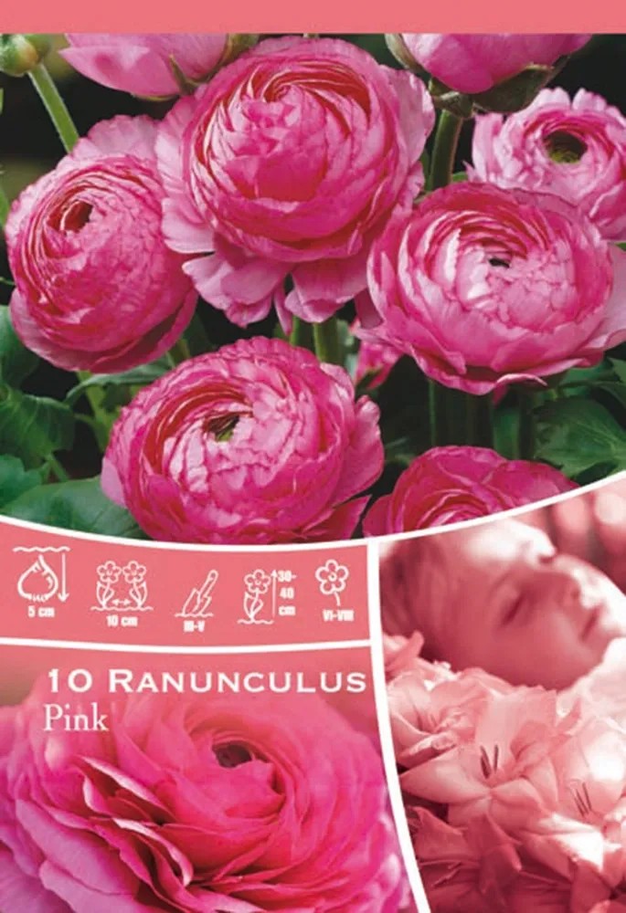 Pryskyřník růžový Pryskyřník růžový