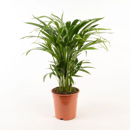 Royal Lemkes Chrysalidokarpus nažloutlý (Dypsis Lutescens) "Areca" 80cm, pr.19cm Royal Lemkes Chrysalidokarpus nažloutlý (Dypsis Lutescens) "Areca" 80cm, pr.19cm