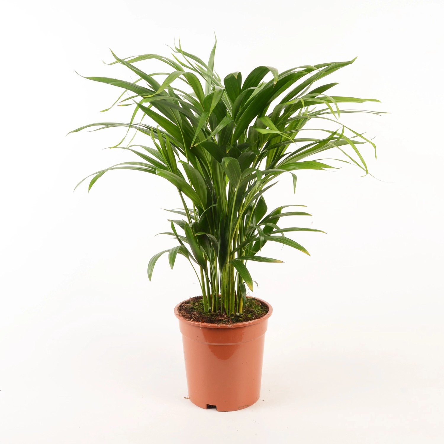 Royal Lemkes Chrysalidokarpus nažloutlý (Dypsis Lutescens) "Areca" 80cm, pr.19cm Royal Lemkes Chrysalidokarpus nažloutlý (Dypsis Lutescens) "Areca" 80cm, pr.19cm