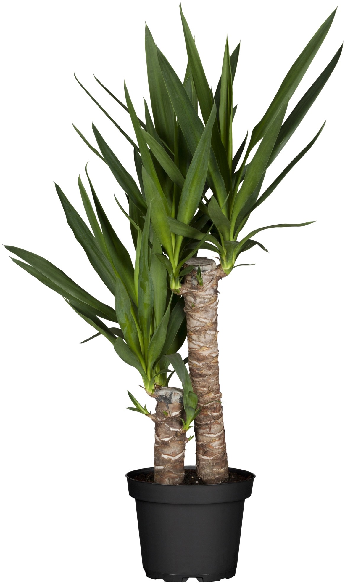 GROW by OBI Juka 2 kmínky průměr květináče cca 17 cm GROW by OBI Juka 2 kmínky průměr květináče cca 17 cm