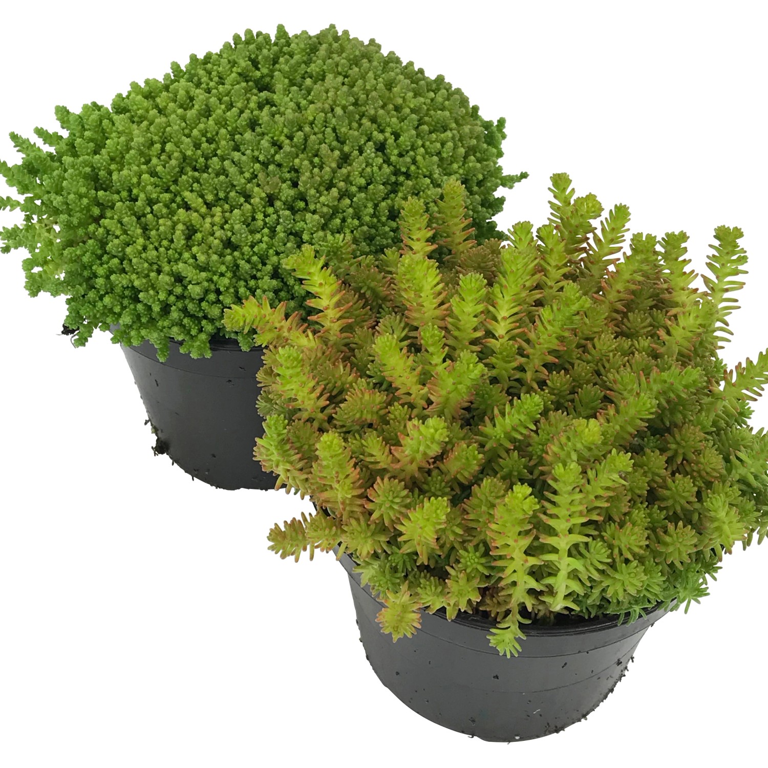 OBI Rozchodník ostrý zelený průměr květináče cca 12 cm Sedum OBI Rozchodník ostrý zelený průměr květináče cca 12 cm Sedum