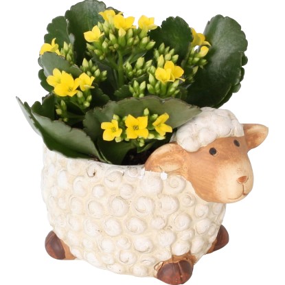 Aranžmá kolopejky v keramice v podobě ovce průměr květináče cca 14 cm Aranžmá kolopejky v keramice v podobě ovce průměr květináče cca 14 cm