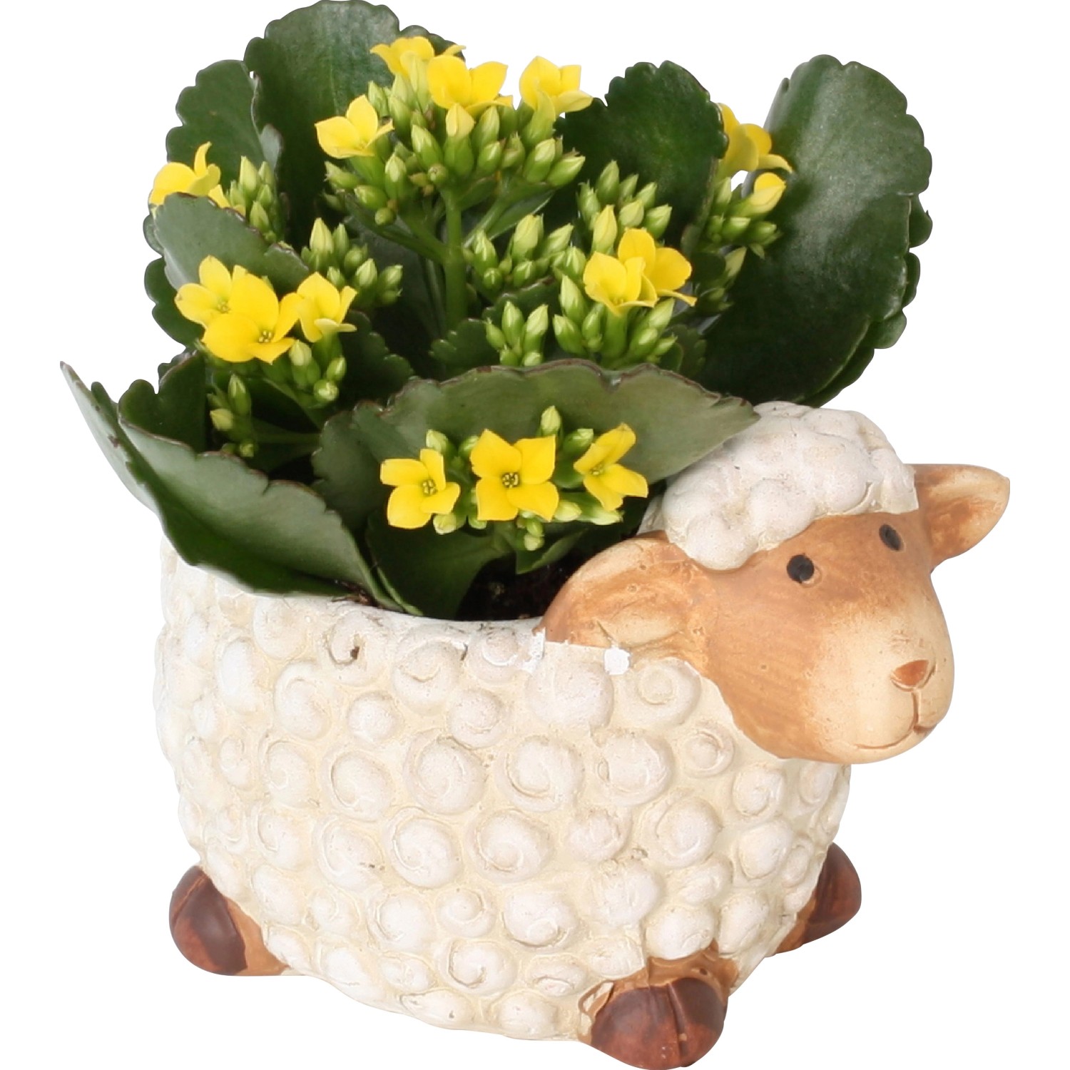 Aranžmá kolopejky v keramice v podobě ovce průměr květináče cca 14 cm Aranžmá kolopejky v keramice v podobě ovce průměr květináče cca 14 cm