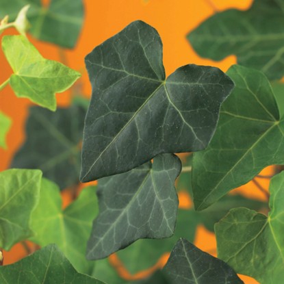 Břečťan Hedera Hibernica průměr květináče cca 15 cm Břečťan Hedera Hibernica průměr květináče cca 15 cm