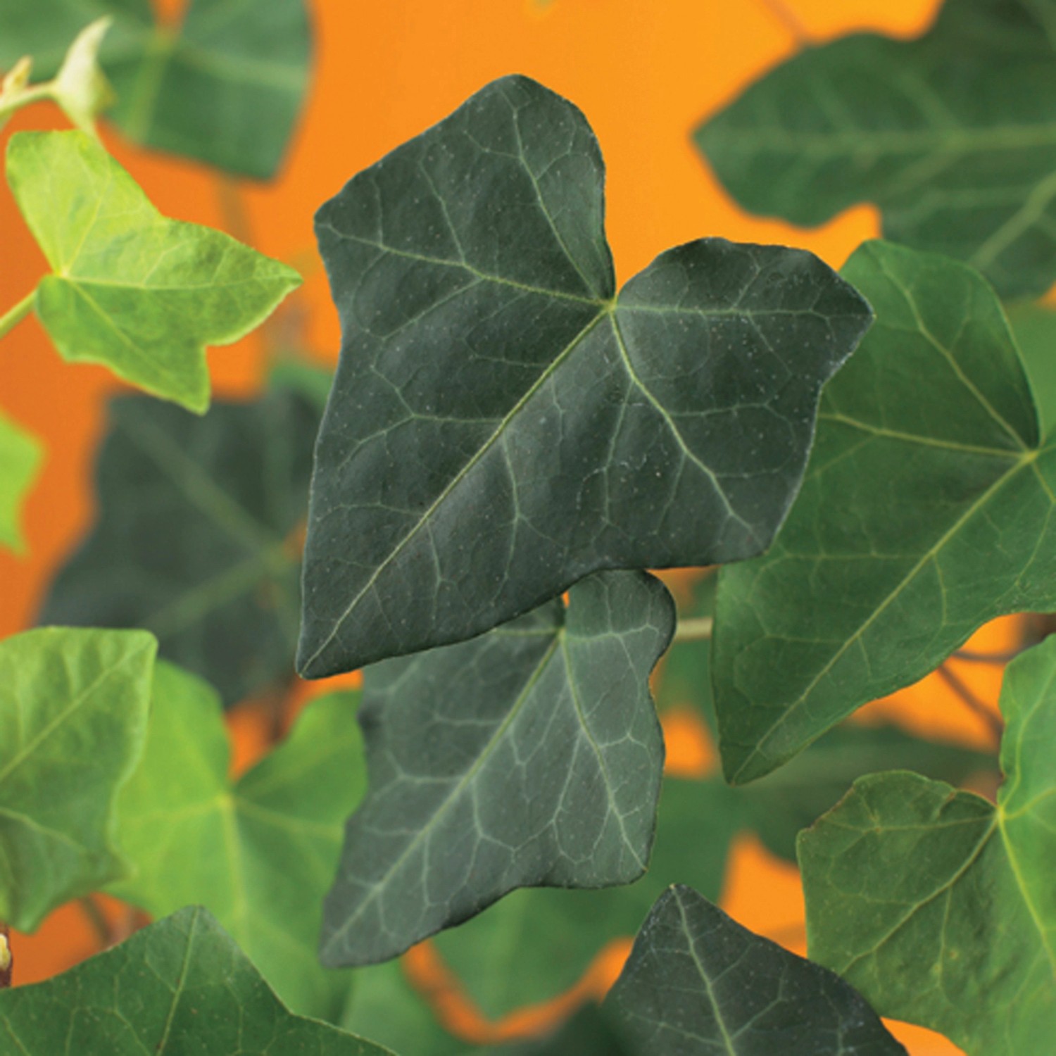 Břečťan Hedera Hibernica průměr květináče cca 15 cm Břečťan Hedera Hibernica průměr květináče cca 15 cm