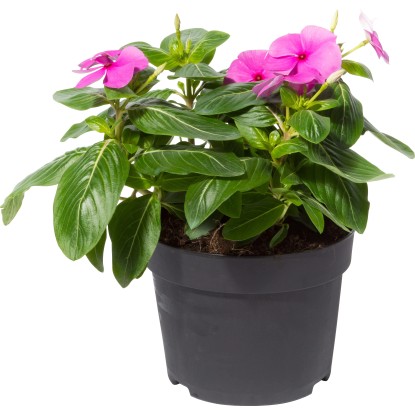 OBI SELECTION Barvínkovec Cora Cascade Lilac průměr květináče 13 cm Catharanthus OBI SELECTION Barvínkovec Cora Cascade Lilac průměr květináče 13 cm Catharanthus