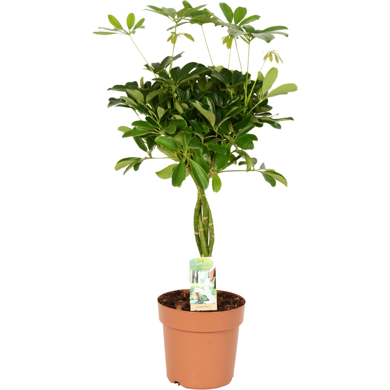 GROW by OBI Šeflera dlanitolistá (Schefflera arboricola) výška 70-80 cm pr. 21cm GROW by OBI Šeflera dlanitolistá (Schefflera arboricola) výška 70-80 cm pr. 21cm