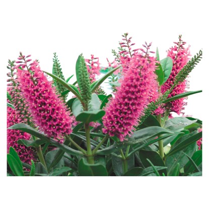 Hebe zelené / fialové průměr květináče cca 12 cm Hebe zelené / fialové průměr květináče cca 12 cm