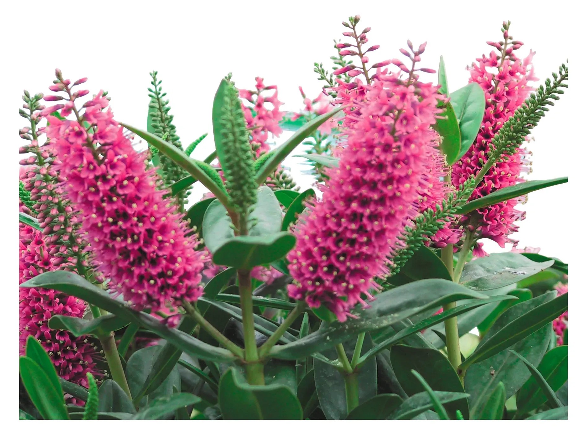 Hebe zelené / fialové průměr květináče cca 12 cm Hebe zelené / fialové průměr květináče cca 12 cm