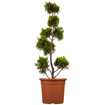 GROW by OBI Cypřišovec Leylandův "Gold Rider" PomPon (Cupressocyparis) 80 cm, 9l GROW by OBI Cypřišovec Leylandův "Gold Rider" PomPon (Cupressocyparis) 80 cm, 9l