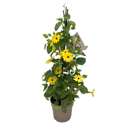 GROW by OBI Thunbergie křídlatá (Thunbergia alata), 50 cm pr. kv. 17 cm GROW by OBI Thunbergie křídlatá (Thunbergia alata), 50 cm pr. kv. 17 cm