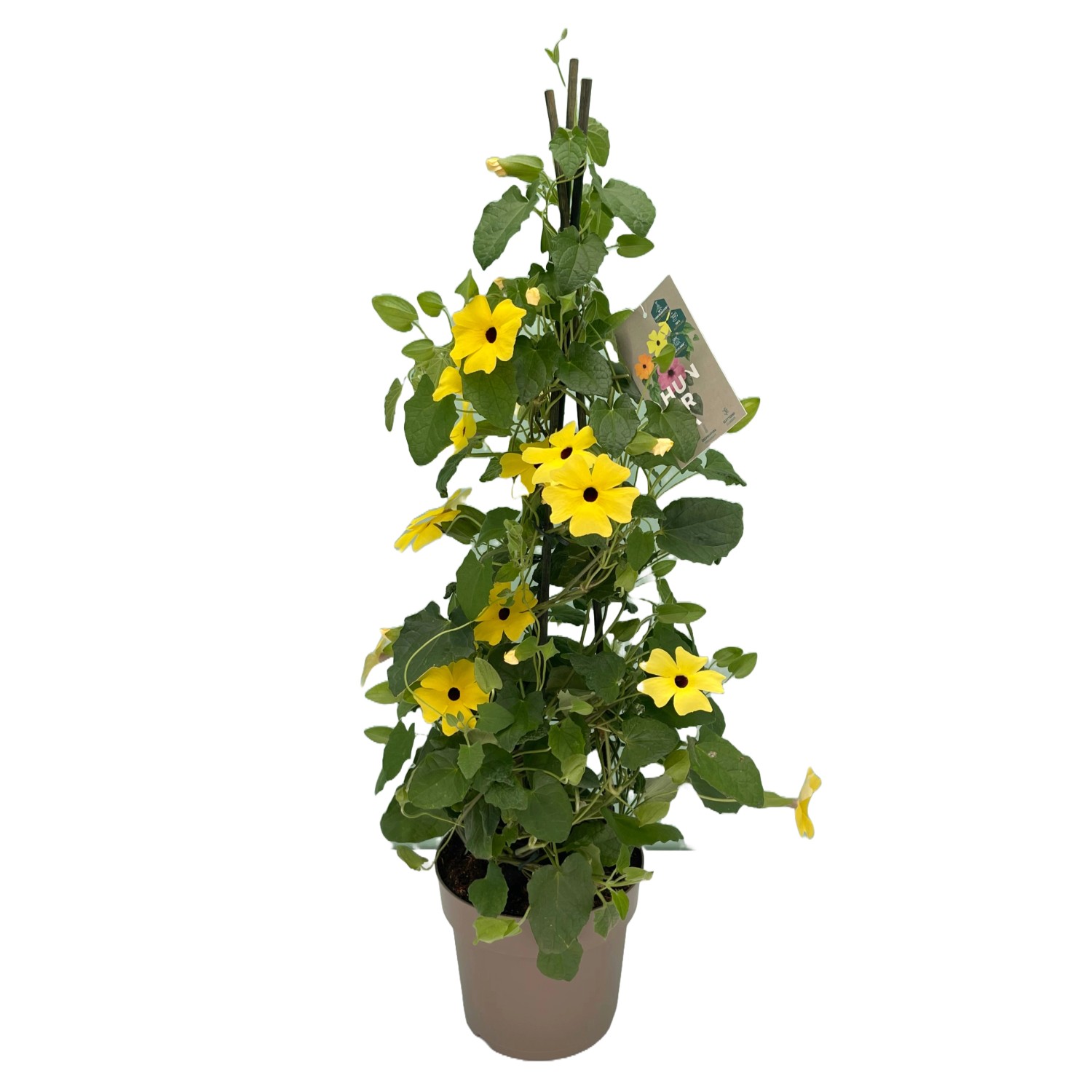 GROW by OBI Thunbergie křídlatá (Thunbergia alata), 50 cm pr. kv. 17 cm GROW by OBI Thunbergie křídlatá (Thunbergia alata), 50 cm pr. kv. 17 cm