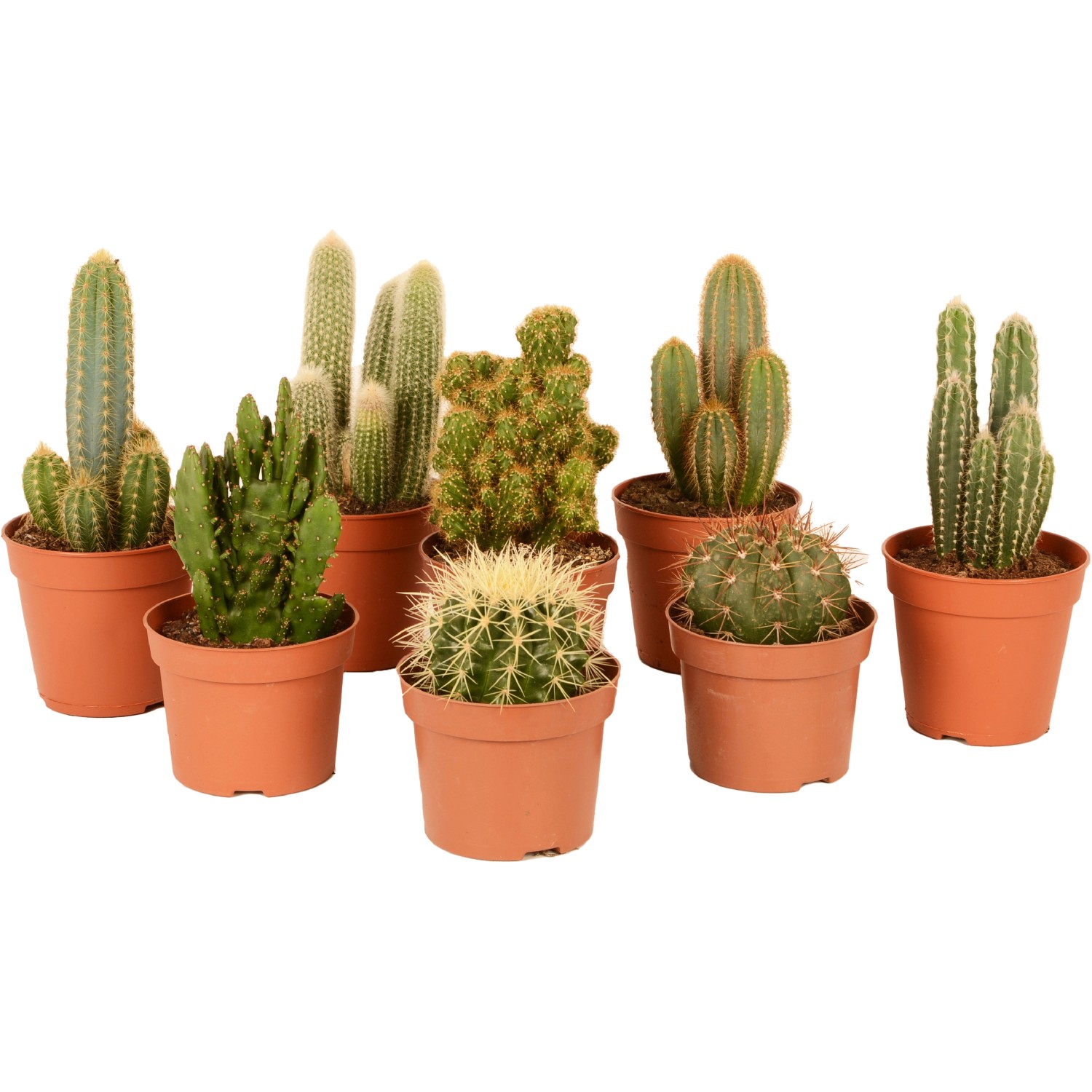 Kaktus různé odrůdy výška cca 35 cm průměr květináče cca 17 cm Cactus canarias Kaktus různé odrůdy výška cca 35 cm průměr květináče cca 17 cm Cactus canarias